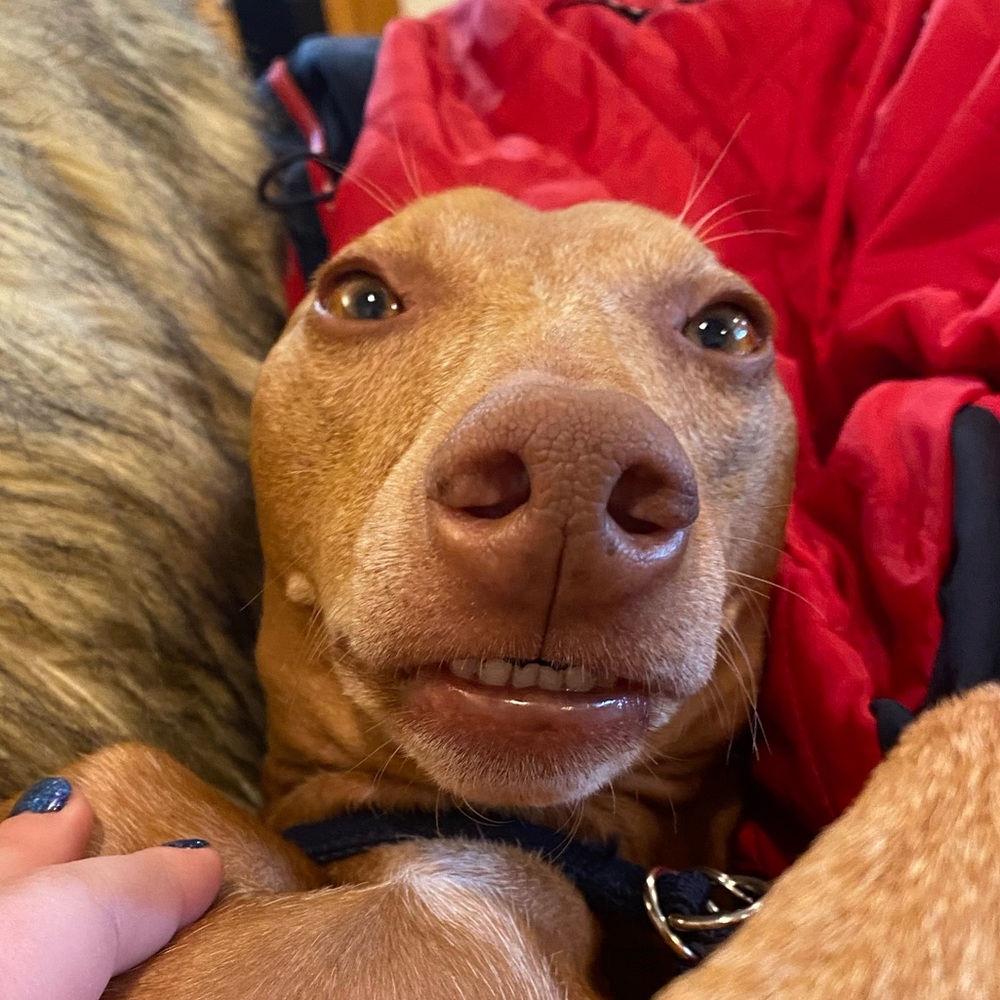 Meet your Posher, Lily